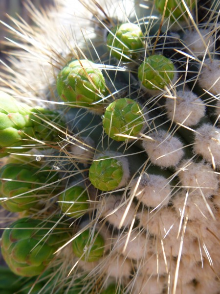 Saguaro Buds