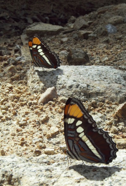 Synchronized Butterflies