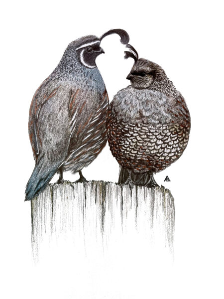 California Quail